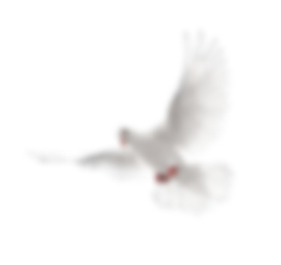 Dove left