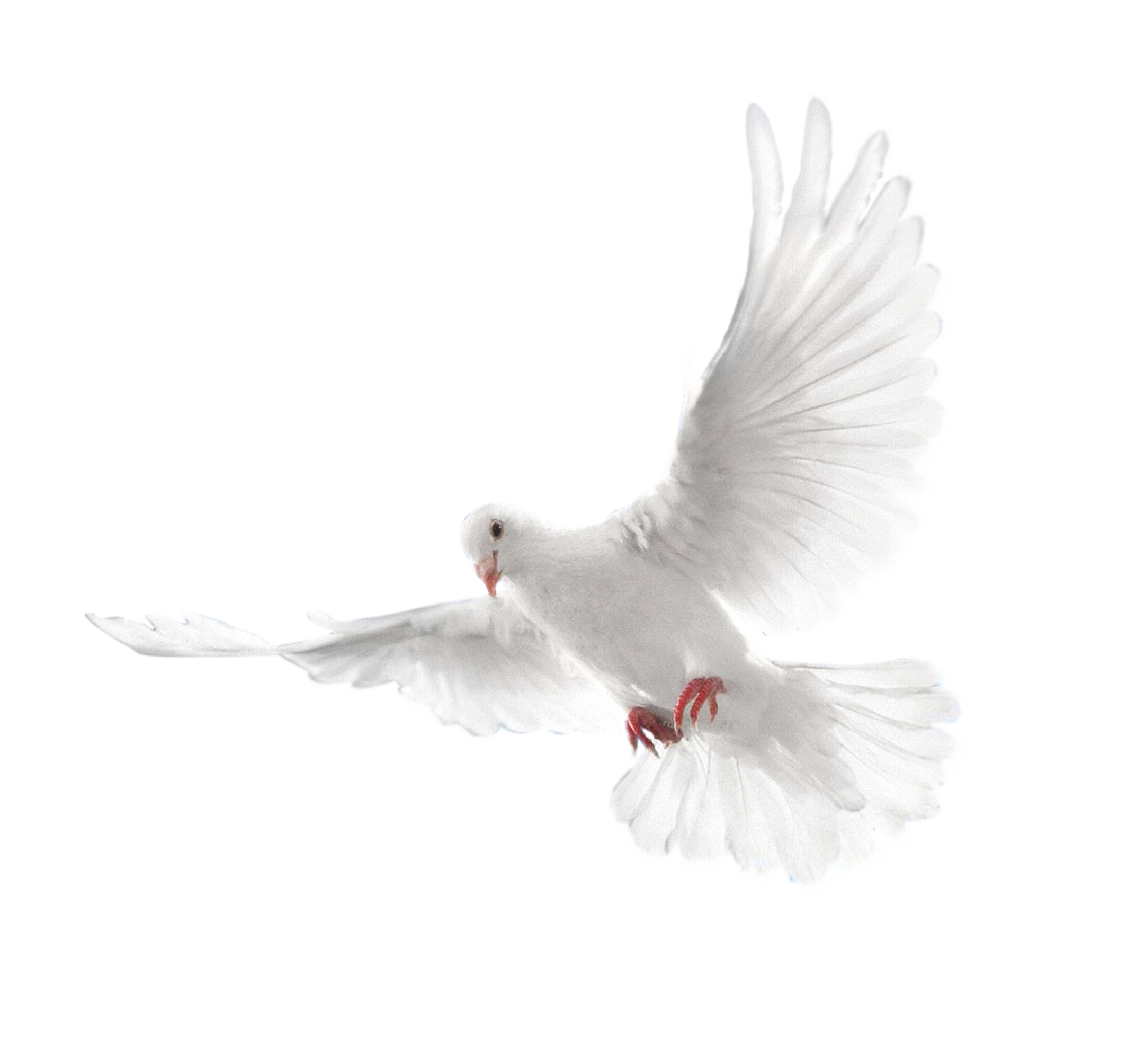 Dove right